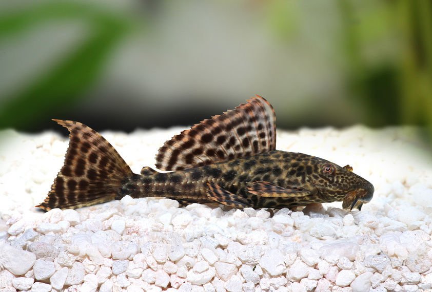 Pleco image 0