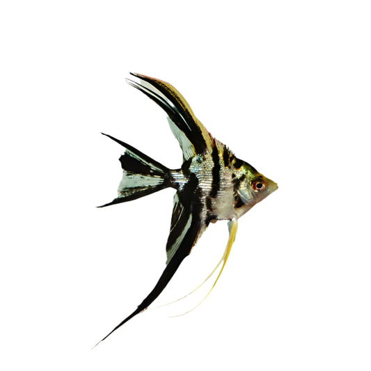 Veiltail Angelfish - Small