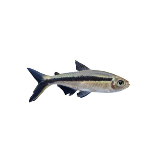 Hockey Stick Penguin Tetra