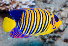 Regal Angelfish image 0