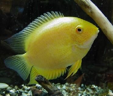 Gold Severum image 0