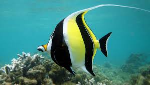 Moorish Idol image 0