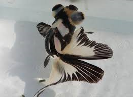 Panda Butterflytail Goldfish image 0