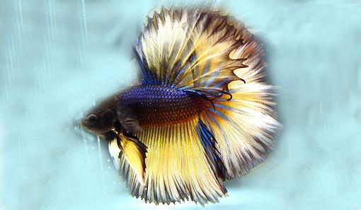 Mustard Gas Half Moon Betta Fighting Fish image 0