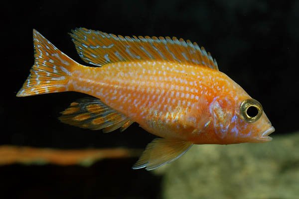 Assorted Tangerine Peacock Cichlid image 0