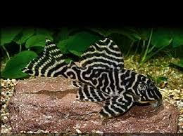 L129 Zebra Pleco (in store only) image 0