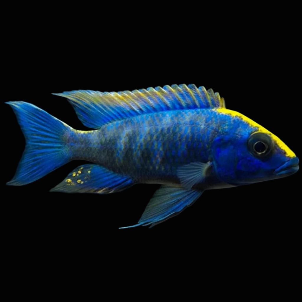 Sulphur Crest Peacock Cichlid - Small