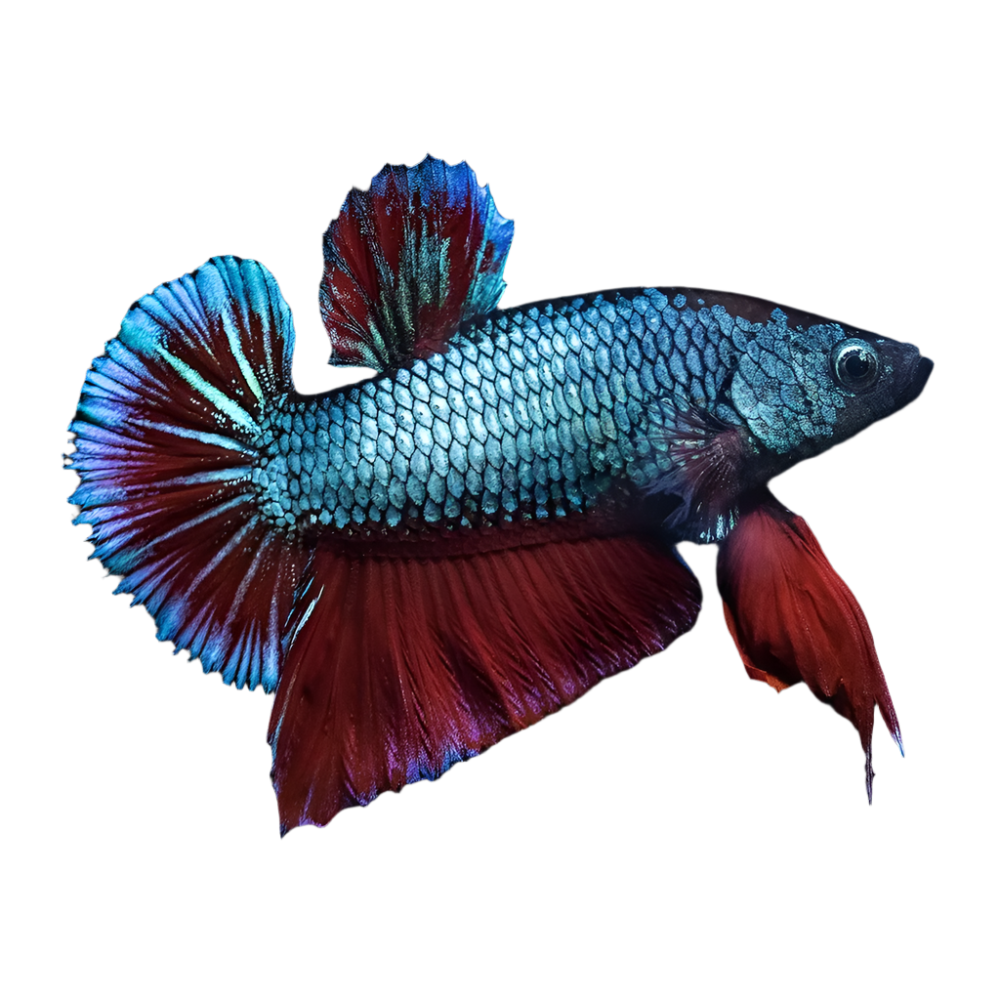 Plakat Betta Fighting Fish