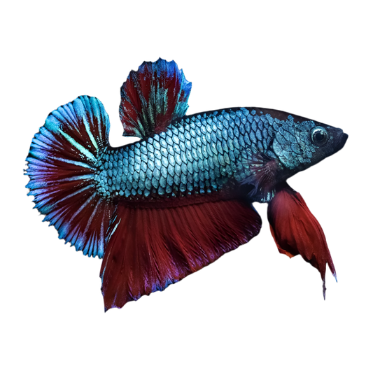 Plakat Betta Fighting Fish