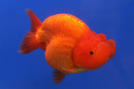 Assorted Ranchu image 1