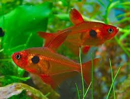 Red Phantom Tetra image 0