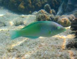 Pastel Green Wrasse image 0