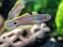 Peacock Gudgeon image 0