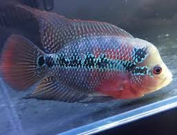 Flowerhorn Cichlid - Assorted (in store only) image 1