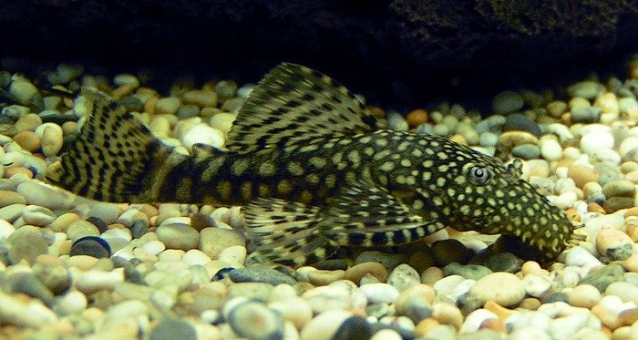 Small Bristlenose Catfish image 0