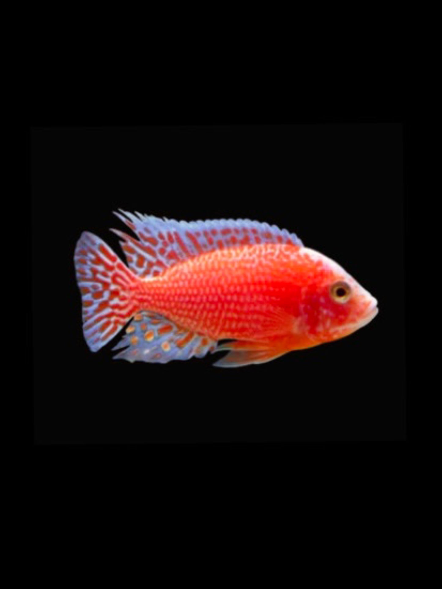 Strawberry Peacock Cichlid - Small