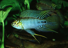 Assorted Apistogramma's image 1