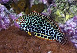 Leopard Wrasse image 0