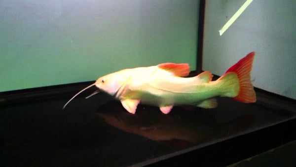 Rare Fish image 6