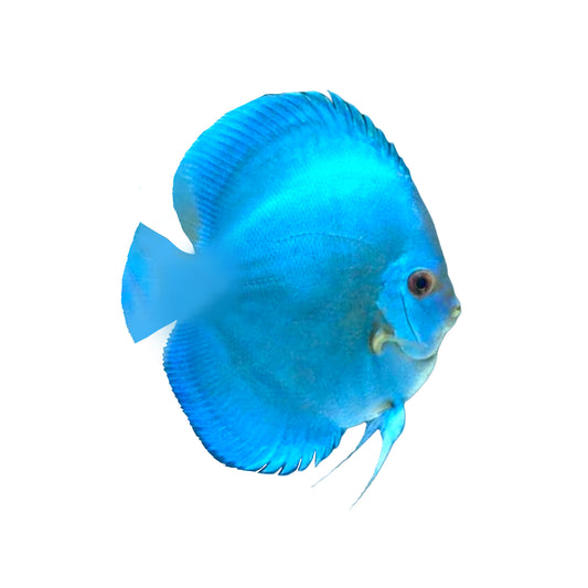 Discus - Cobalt Blue