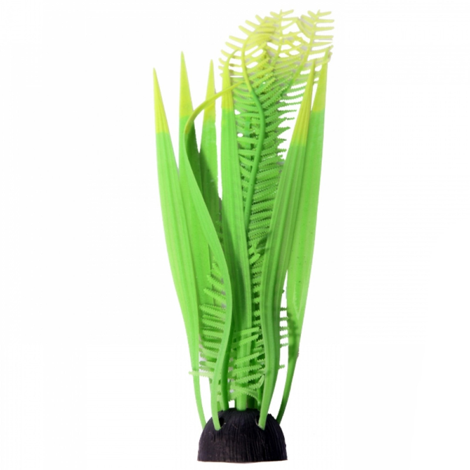 Java Fern Indo Micro Indo Fern Java Fern Medium – The Aquarium Factory