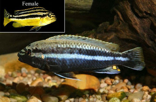 Melanochromis Auratus