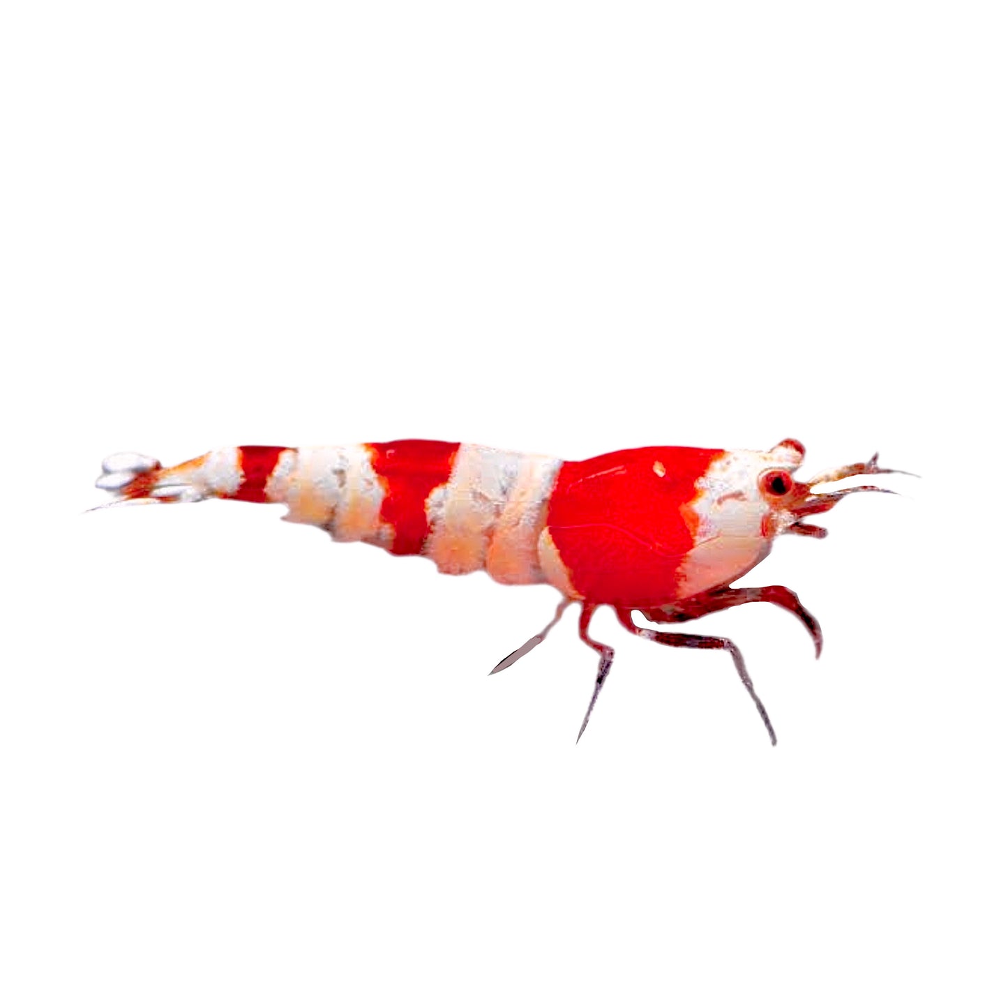 Crystal Red Shrimp