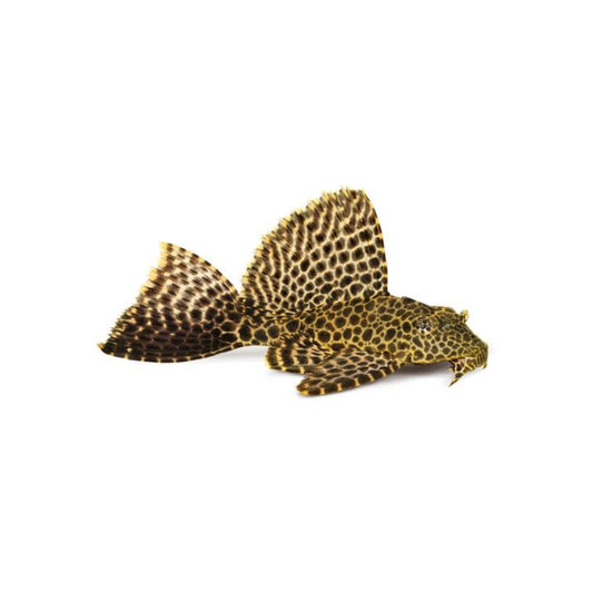 Gold Spotted Pleco