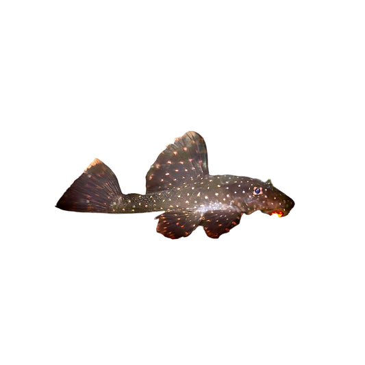 Orange Spotted Bristlenose Catfish