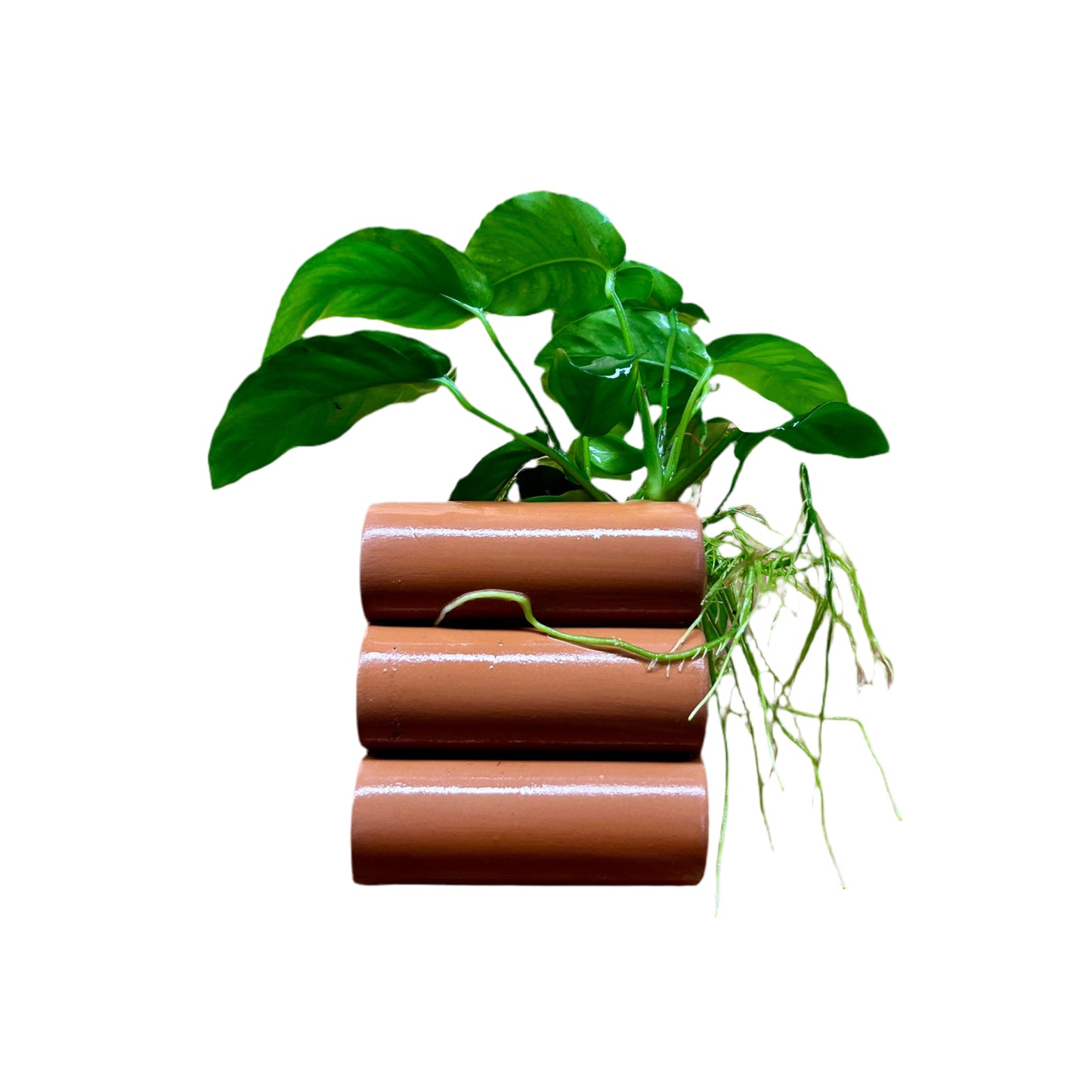 Anubias On Shrimp Breeding Tunnels