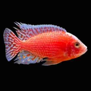 Strawberry Peacock Cichlid - Small