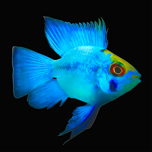 Electric Blue Balloon Ram