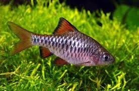 Golden Checkerboard Discus - Medium
