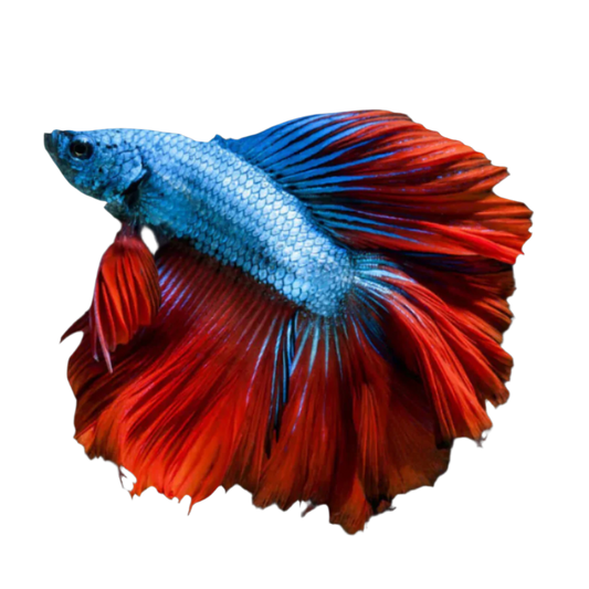 Assorted Delta Tail Betta Fighting Fish