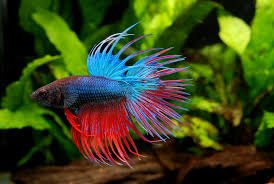 Crowntail Female Betta - Assorted