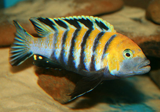 Cyno Afra Cobue