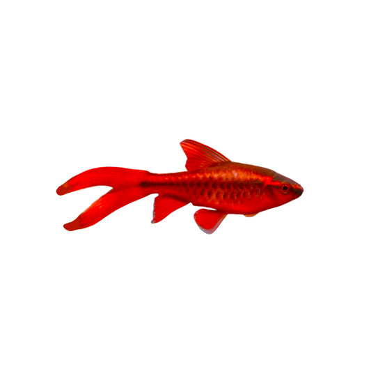 Longfin Cherry Barb