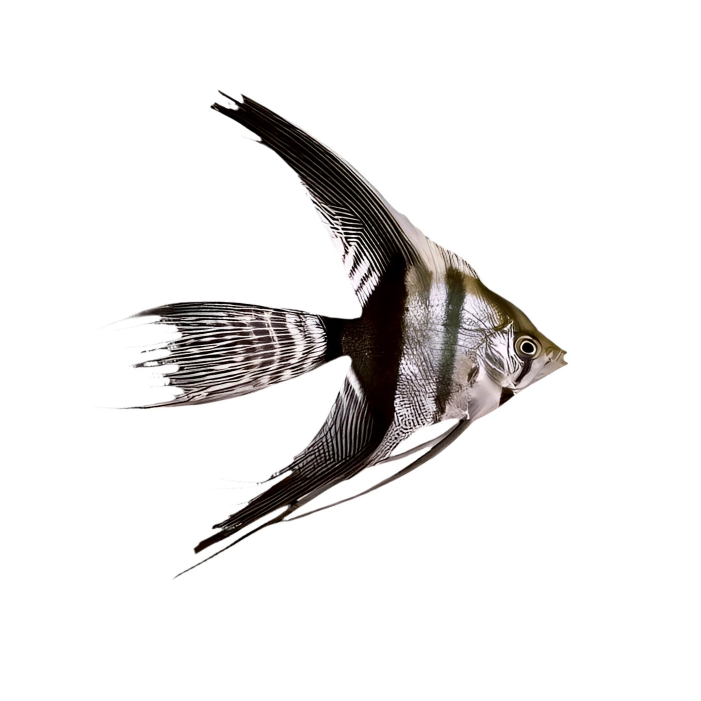 Silver Tuxedo Veiltail Angelfish - Small