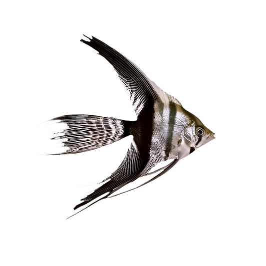 Silver Tuxedo Veiltail Angelfish - Small