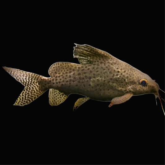 Asian Upside Down Catfish