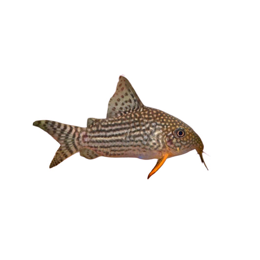 Sterbai Cory - Large