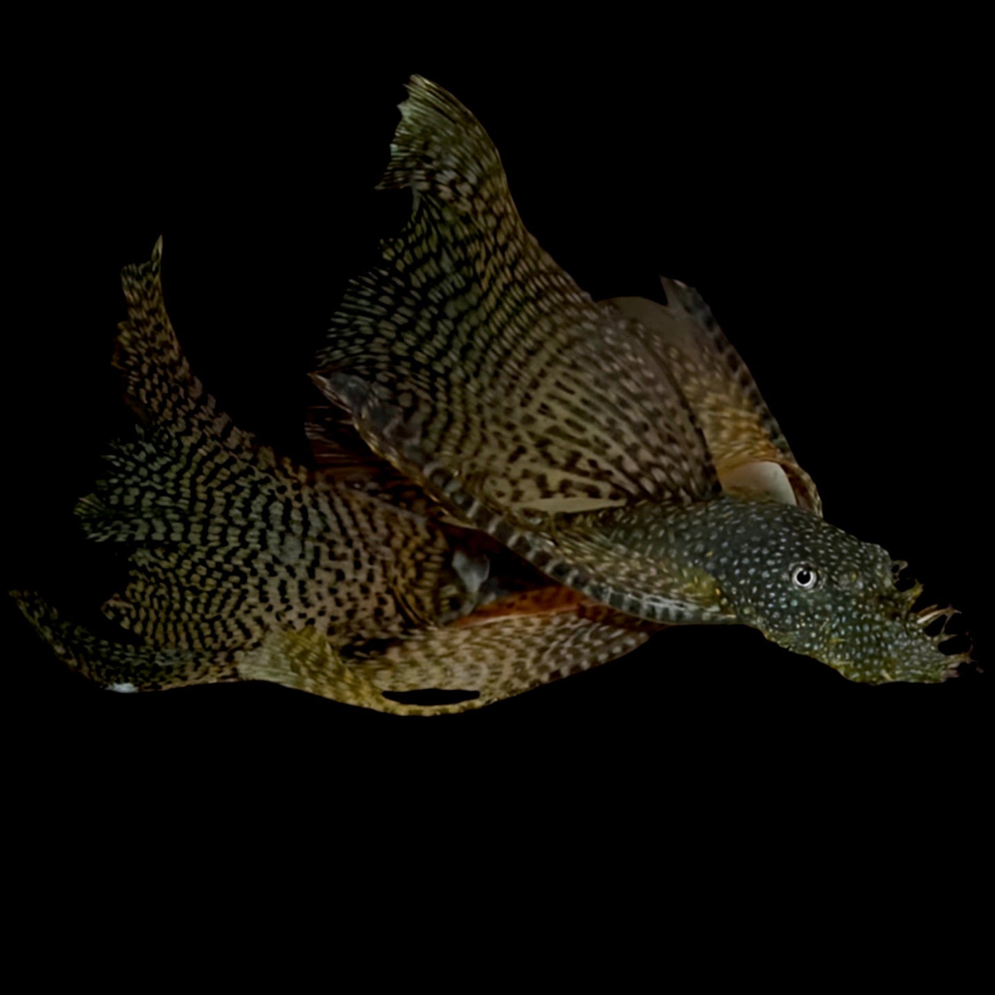 Assorted Longfin Bristlenose (M)