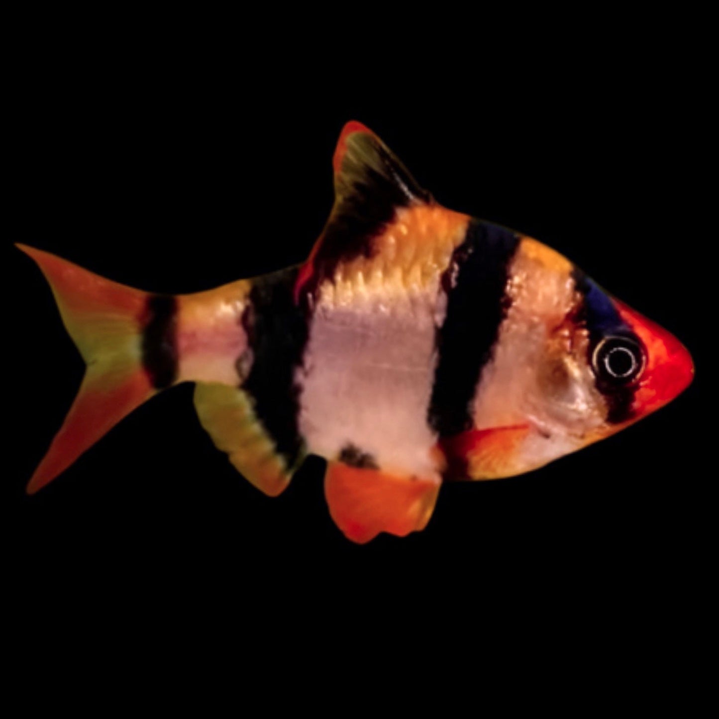 Assorted Tiger Barb - Small