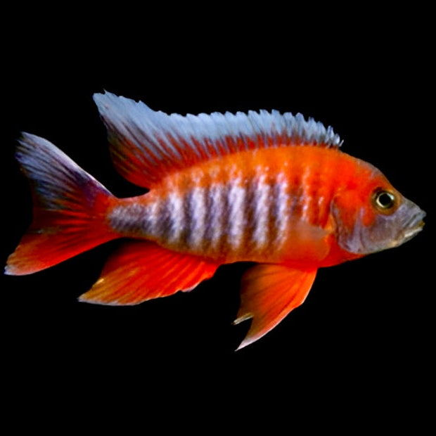 Firebird Peacock Cichlid - Small