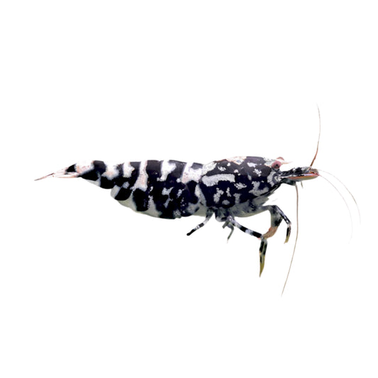 Shrimp - Galaxy Tiger Pinto (Black)