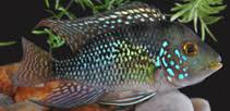 Pearl Brasilensis Horseface Cichlid - Small