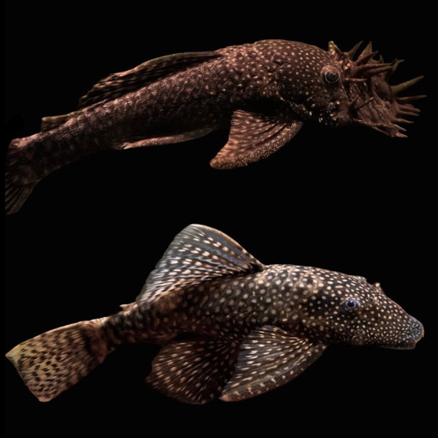 Assorted Bristlenose - Pair