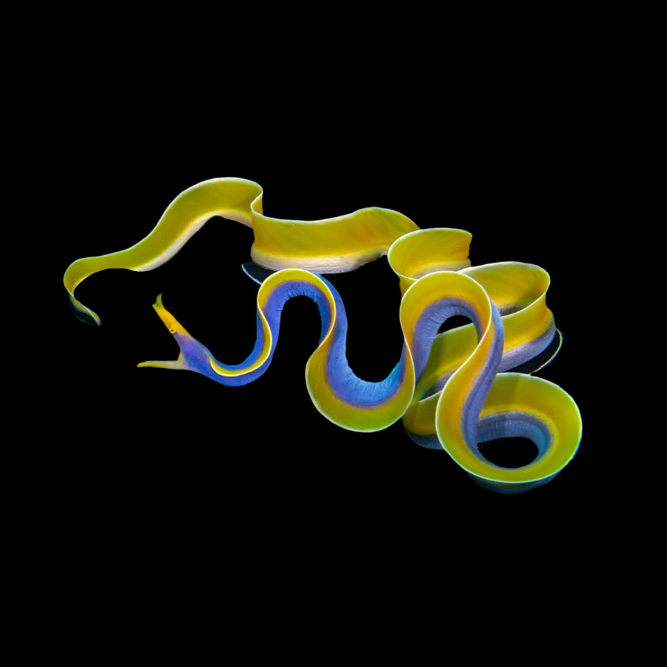 Blue Ribbon Eel