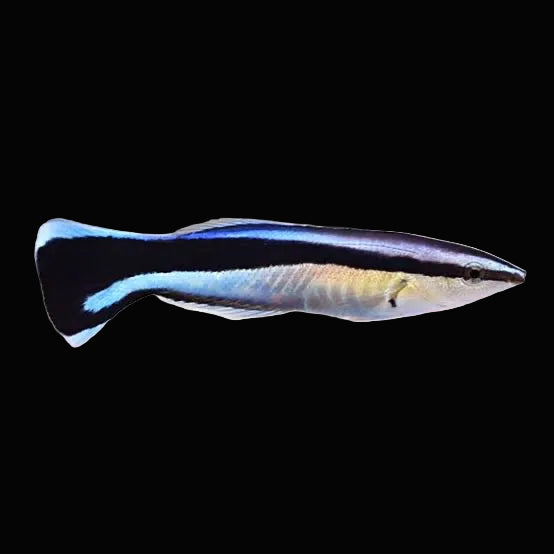 Cleaner Wrasse