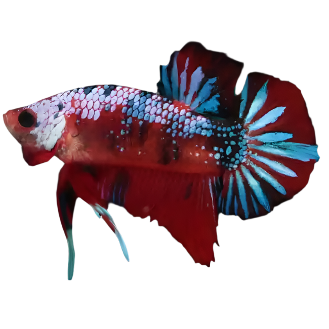 Koi Betta Fighting Fish